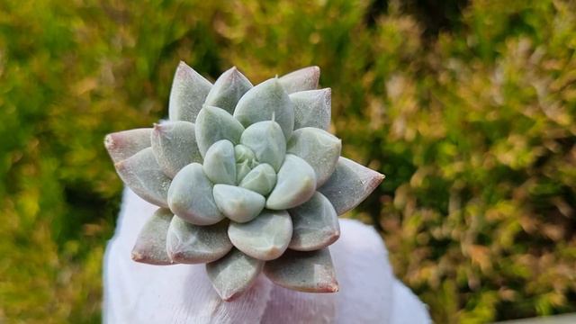 Echeveria Nebula