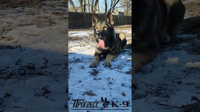 German shepherd dog. Немецкая овчарка зонарного окраса. #germanshepherd #немецкаяовчарка #dog #dogs смотреть онлайн