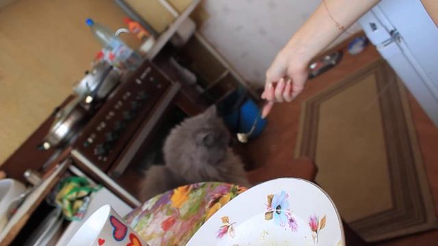 изюмка (мой кот) кушает с вилочки смотреть онлайн