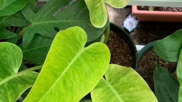 How to identify the difference between Philodendron Calkins gold, Painted lady and Orange marmalade смотреть онлайн