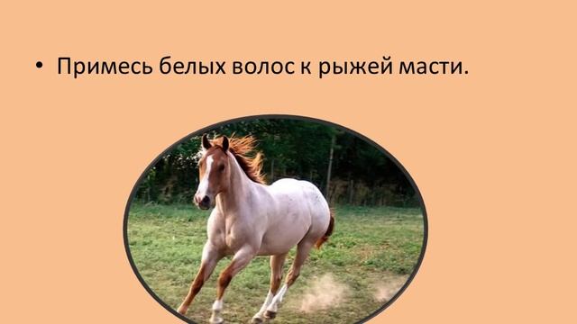 Масти лошадей смотреть онлайн