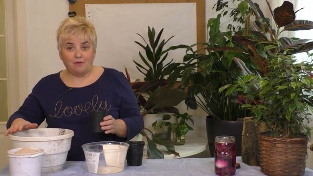 А Вы Уже Высадили Свои ГИППЕАСТРУМЫ?! Мои цветы. Мой опыт. смотреть онлайн