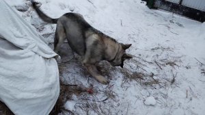 восточно европейская овчарка 6 месяцев