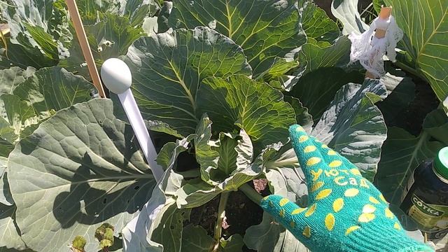 Чем подкормить капусту для формирования кочана.Йод-супер средство