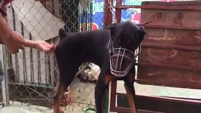 Manual breed for doberman - manual mating смотреть онлайн