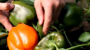 ПЕРЕЦ ОРАНЖЕВЫЙ БЫК толстые мясистые стенки. Гавриш.