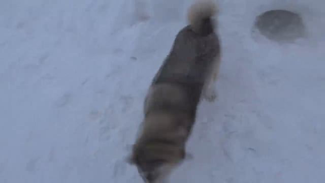 Бойка расцеловала папу!!!30.01.2019 смотреть онлайн