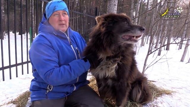 Таймырская ездовая собака смотреть онлайн