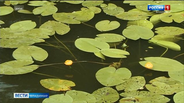 Во Владимирской области в пруду утонули два человека смотреть онлайн