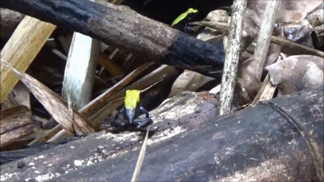Climbing Mantella (Mantella laevigata) Habitat and Specimens смотреть онлайн