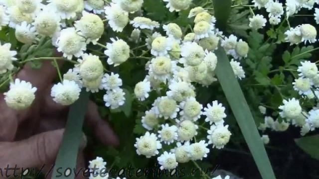 Пиретрум девичий или матрикария, советую для сада!