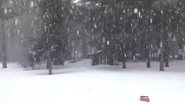 Зима. Снег в лесу. Снегопад. Дача у края леса. Вьюга. смотреть онлайн