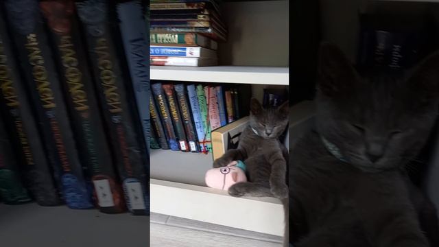 Спят усталые игрушки и мой кот. смотреть онлайн