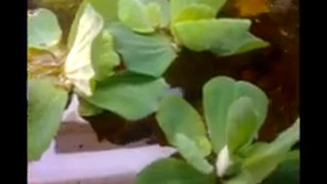 зоомагазин амфибия тамбов (гиацинт и пистия) смотреть онлайн