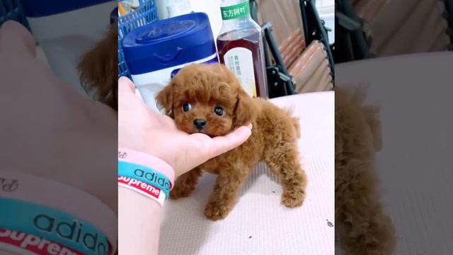 ТеддиТикап (TeddyTeacup) 🐕💕, очень красивый мальчик, 2,5 мес., окрас ред браун, Китай 🇨🇳✈Россия🇷🇺 смотреть онлайн
