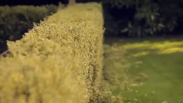 Аккумуляторные ножницы STIHL COMPACT HSA 56 в действии смотреть онлайн