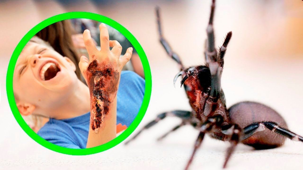 Опасные Пауки, от Которых Нужно Держаться Подальше смотреть онлайн