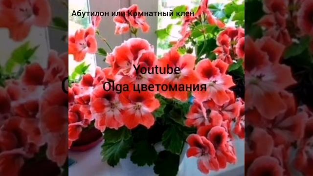 Абутилон или Комнатный клён, уход и содержание в домашних условиях смотреть онлайн