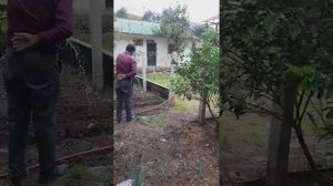 помидорное дерево