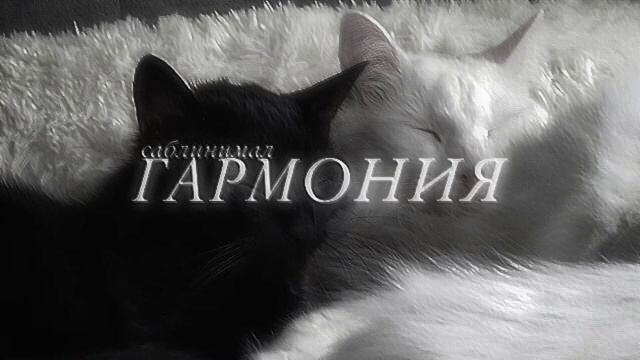 саблинимал на гармонию в жизни,от лёгкой депрессии ,принятие себя,принятие прошлого,спокойствие🤎 смотреть онлайн