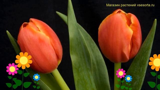 Тюльпан триумф Лаура Фьюджи. Краткий обзор, описание характеристик, где купить луковицы Laura Fygi смотреть онлайн