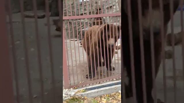 зоопарк минск смотреть онлайн