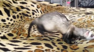 Хорек. 5 фактов