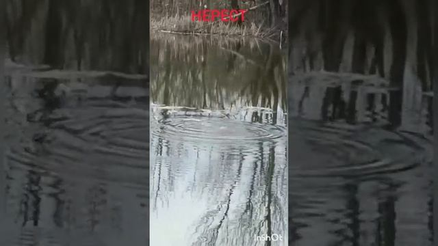 #shorts #рыбалка #щука #нерест смотреть онлайн