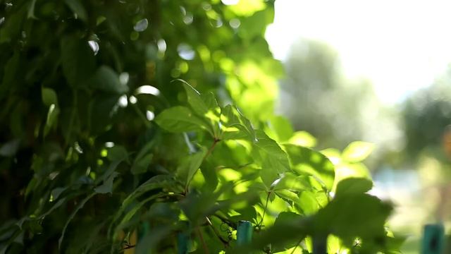 Зеленая листва Green Nature смотреть онлайн