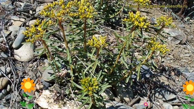 Очиток миддендорфа. Краткий обзор, описание характеристик, где купить саженцы Sedum Middendorfianum