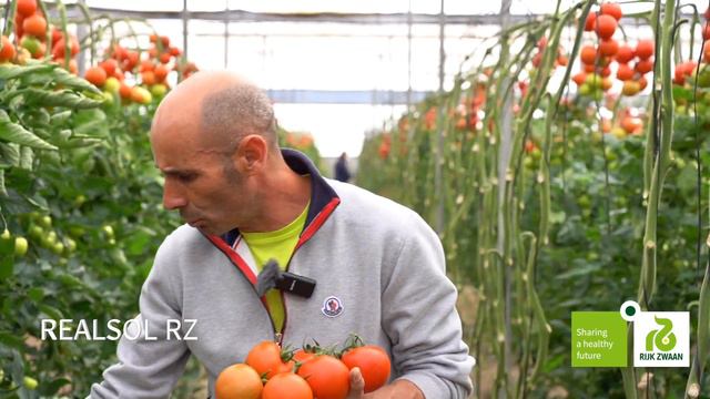 Daniel Barbero está muy contento con Realsol RZ, un tomate precoz con excelente producción y calida смотреть онлайн