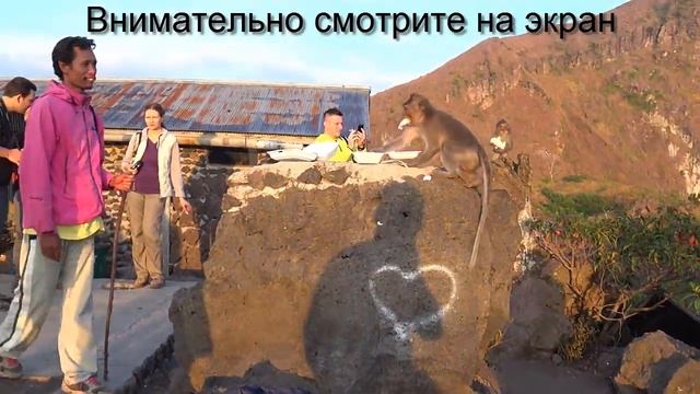 Кто сильней ОБЕЗЬЯНА vs СОБАКА смотреть онлайн