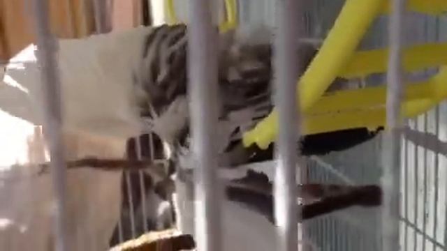 Корелла и пульверизатор смотреть онлайн