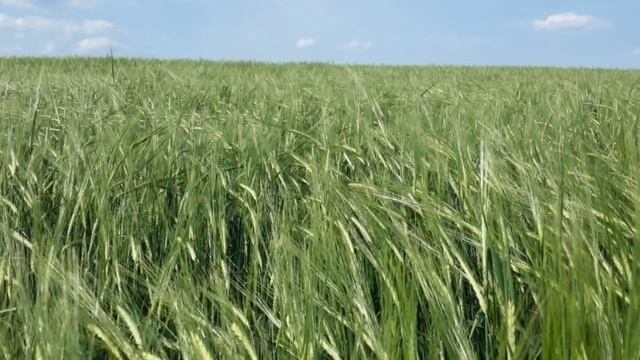 Велопокатушки | г. Октябрьск | 22.06.2016 | Самарская область смотреть онлайн