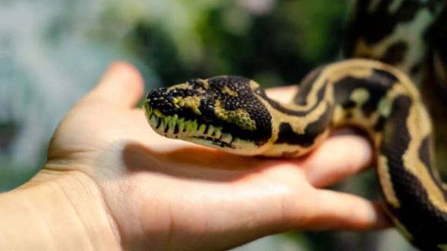 How to Identify Carpet Python? How do carpet pythons hunt? Are carpet pythons aggressive? смотреть онлайн