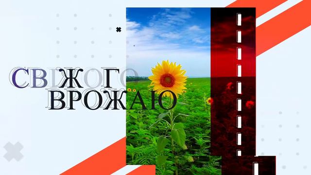 Motion-design для бренда "Семечки от Мартина" смотреть онлайн