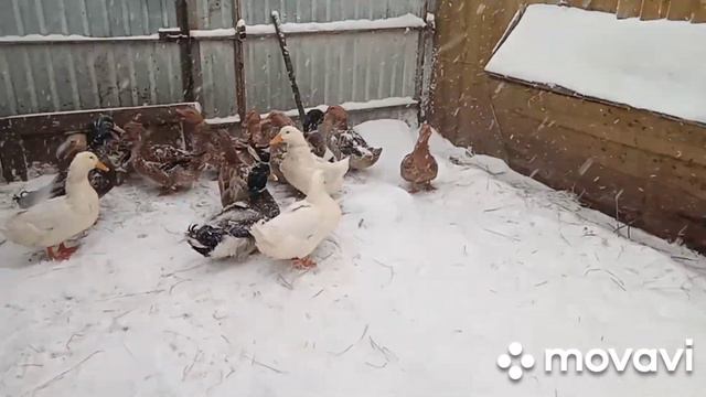 Жизнь в морозы и метель. смотреть онлайн