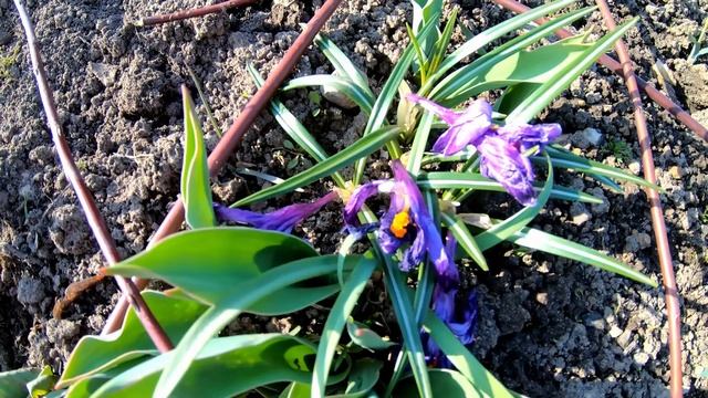 Крокусы весенние - уход и выращивание на клумбе. Пришла настоящая весна смотреть онлайн