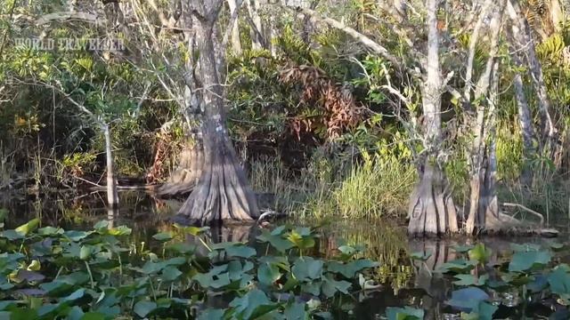 Short trip to Everglades National Park in Florida смотреть онлайн