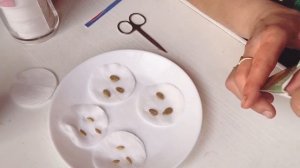 Проращивание семян арбуза и дыни