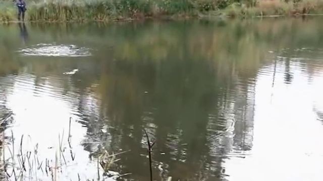 Серия 91. Поплавок. Осенняя ловля ельца. Рыбалка с Нормундом Грабовскисом. смотреть онлайн