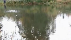 Серия 91. Поплавок. Осенняя ловля ельца. Рыбалка с Нормундом Грабовскисом.