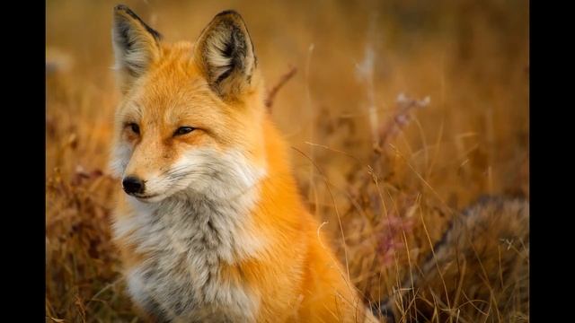ЗВУКИ И ГОЛОСА ДОМАШНЫХ И ДИКИХ ЖИВОТНЫХ В ПРИРОДЕ,ЧАСТЬ 2 animal sounds for children 2020 Г. смотреть онлайн