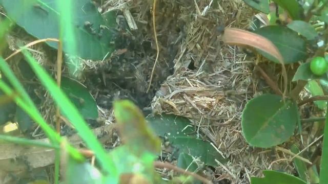 My Free Life Harvesting CUCUMBER, MUSHROOM goes Market Sell - Process of Growing BAMBOO Tube FLOWER смотреть онлайн