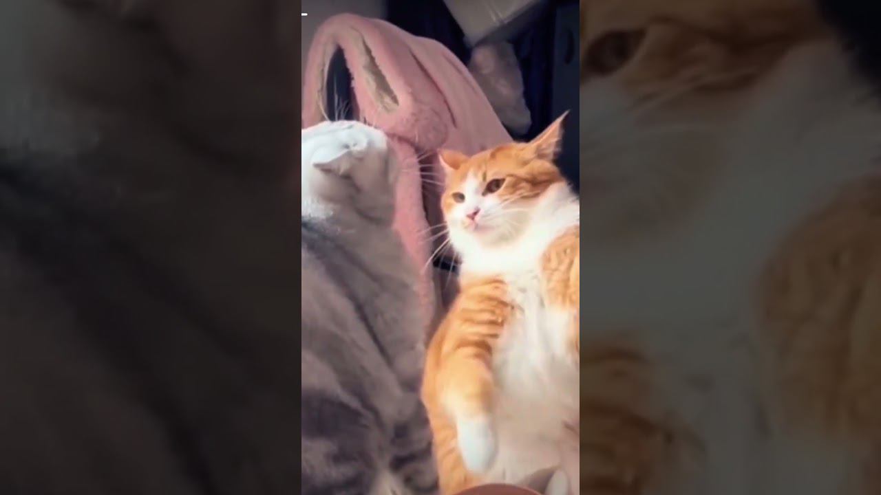 ▷Кот дал леща коту◁ смотреть онлайн