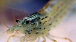 КРЕВЕТКА АМАНО. СОДЕРЖАНИЕ И РАЗВЕДЕНИЕ В АКВАРИУМЕ.