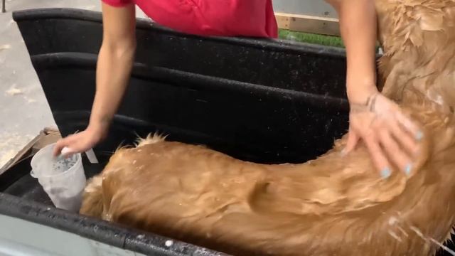 Taking My Dog to the Groomer смотреть онлайн