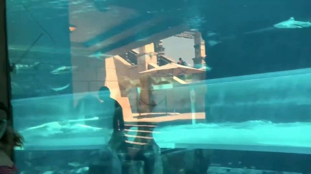 Atlantis the palm | Atlantis aquarium 2019 смотреть онлайн
