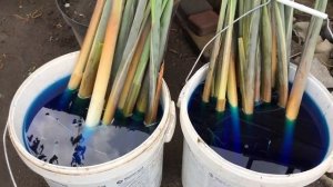 Накопал Рогоз у Соседа и Сажу в Свой Пруд. Где взять и как посадить растение Рогоз в пруд?