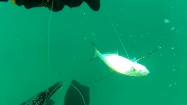 Подводная охота Черное море луфарь и лобан июль 2014 Гурзуф смотреть онлайн